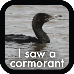 I Saw a Cormorant