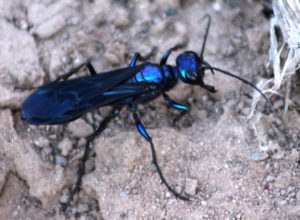 cricket_hunter_akizme
