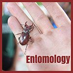 Entomology Badge