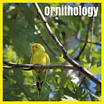 Ornithology Badge